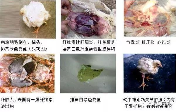 鹅拉白色粪便是什么原因教你通过粪便判断病症