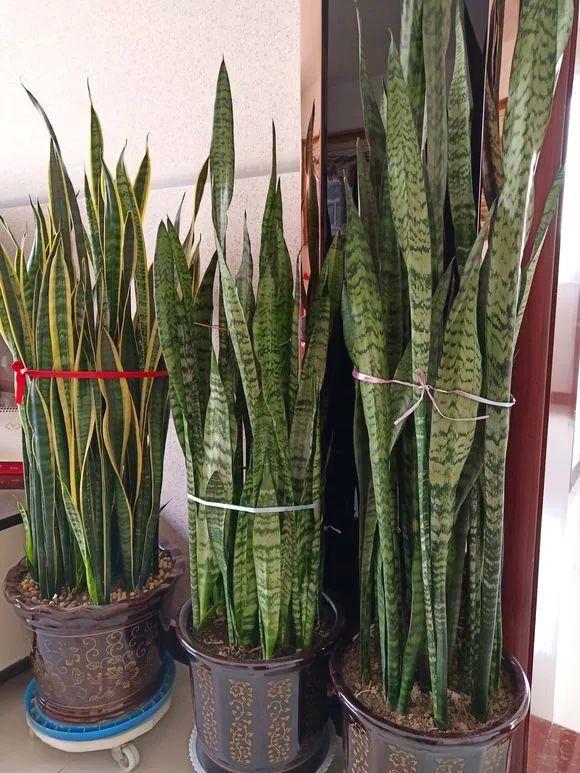 他家虎皮兰,一年撑裂2个盆,个头直窜房顶!
