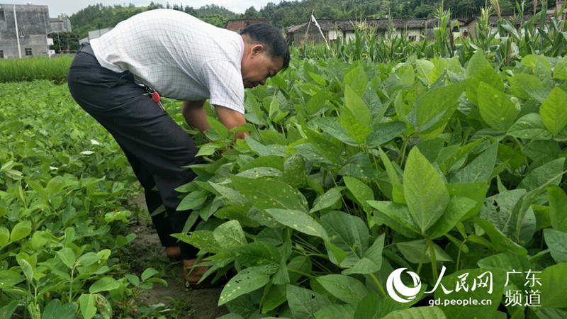 连塘村村民从事黑豆种植已十多年. 广东平安产险供图