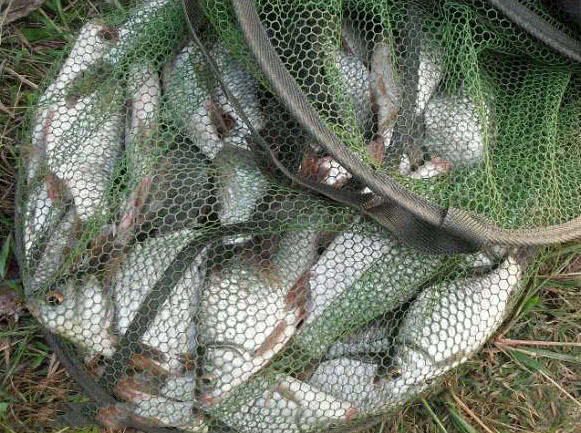 鱼多久会上钩 3f489d82df94465891e5ea3357a7baba.jpeg