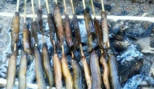 山上人参种植方法 443fedea565a4e508db6a6138f76c069.jpeg