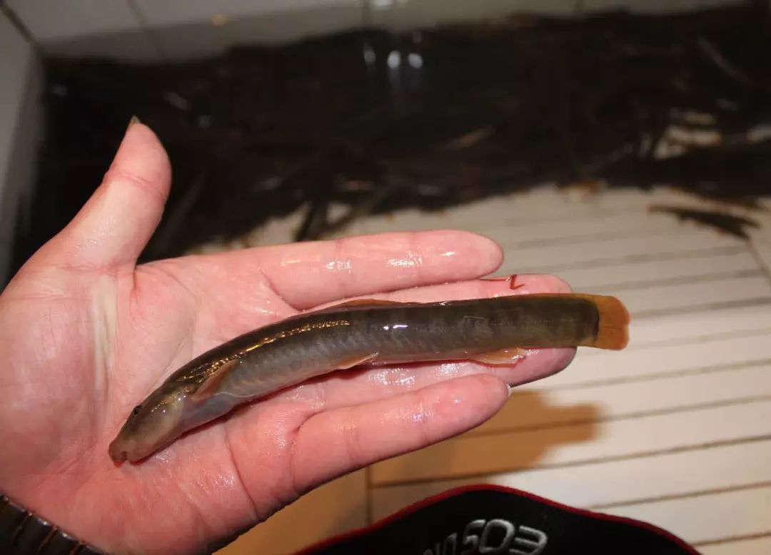 生活在四川深丘地区的一种小鱼,我们叫"石钢鳅"