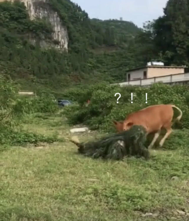 男子穿吉利服趴在草地上牛把我吓够呛