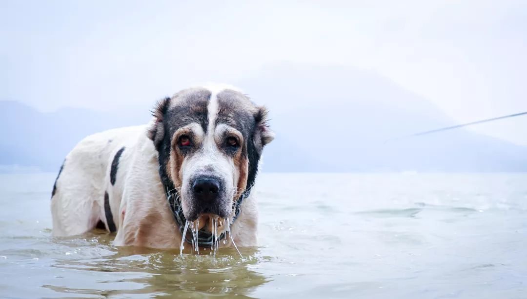 一种拥有古老藏獒血统的猛犬,中亚牧羊犬