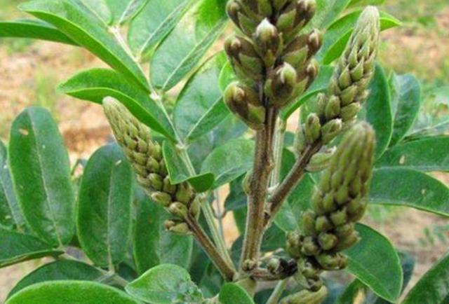 农村这野生植物叫牛大力对肺虚咳嗽有帮助遇见可以买点