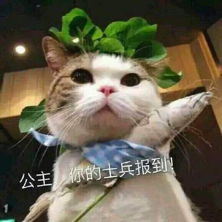 突然出现的表情包|你的小可爱来啦