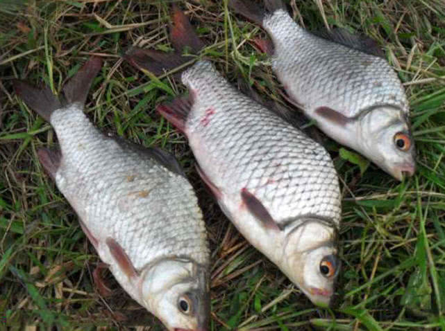 鱼多久会上钩 7935cc9db5a8461684d0dce662a984ab.jpeg