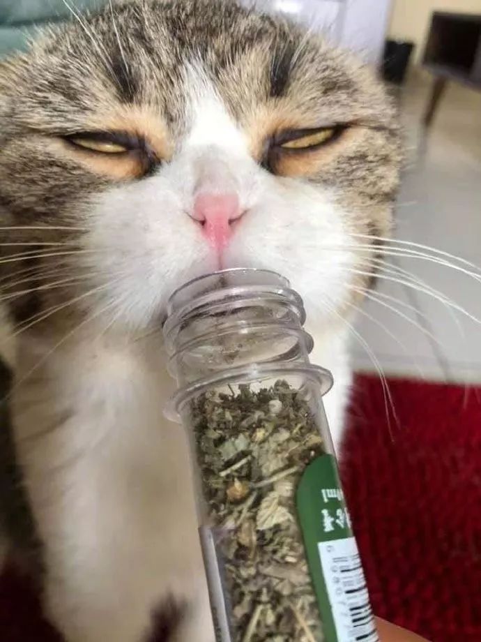 猫咪吸多猫薄荷之后,啧啧,颓废的样子无力吐槽!