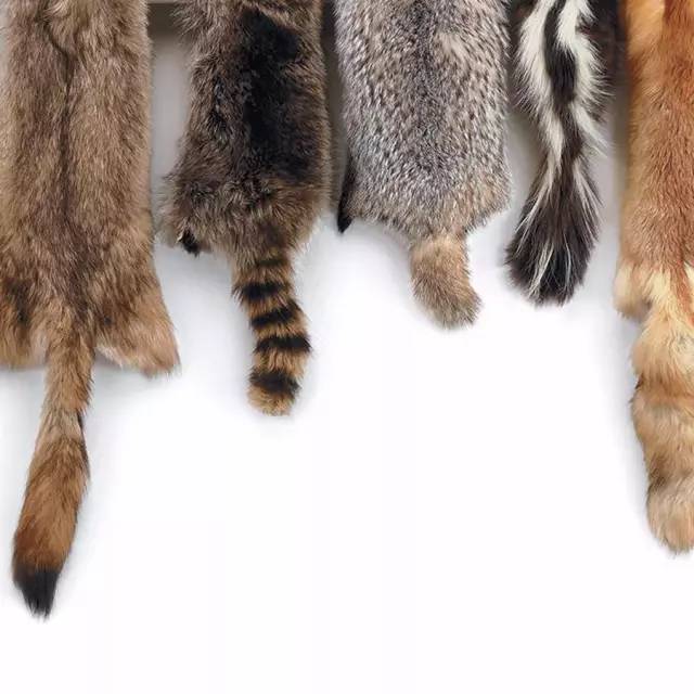 animal hides and pelts