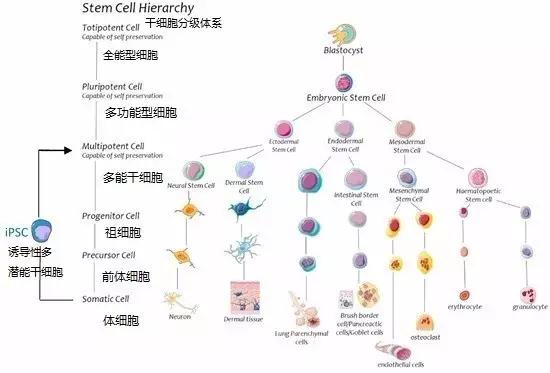 全能型的胚泡细胞,然后是多功能干细胞,祖细胞和前体细胞(如下图所示)