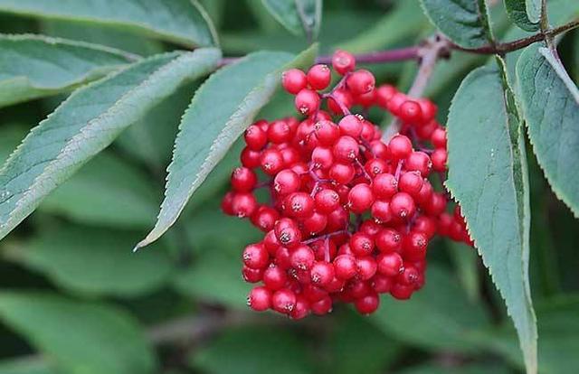原创这农村植物叫“马尿烧”，结红果子，对老人用处大，你知道吗？