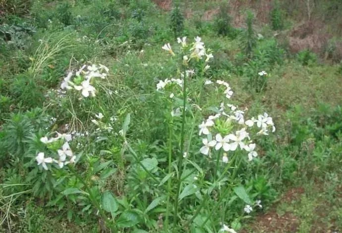 吃了这么久的白萝卜 你有见过它开花痧?