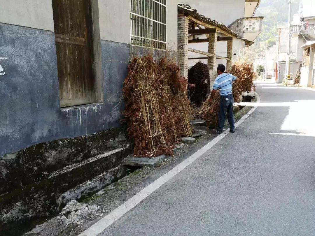 长陔乡长陔村开展全域环境整治主题党日活动