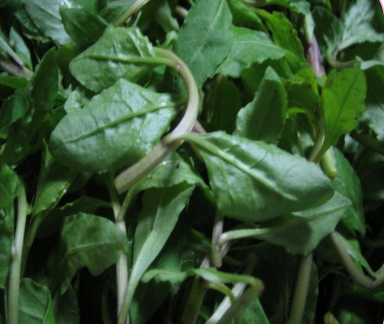 常见野菜的功效及吃法 8e9d71e2b3cc4417bd51f7e22f3a6cca.png