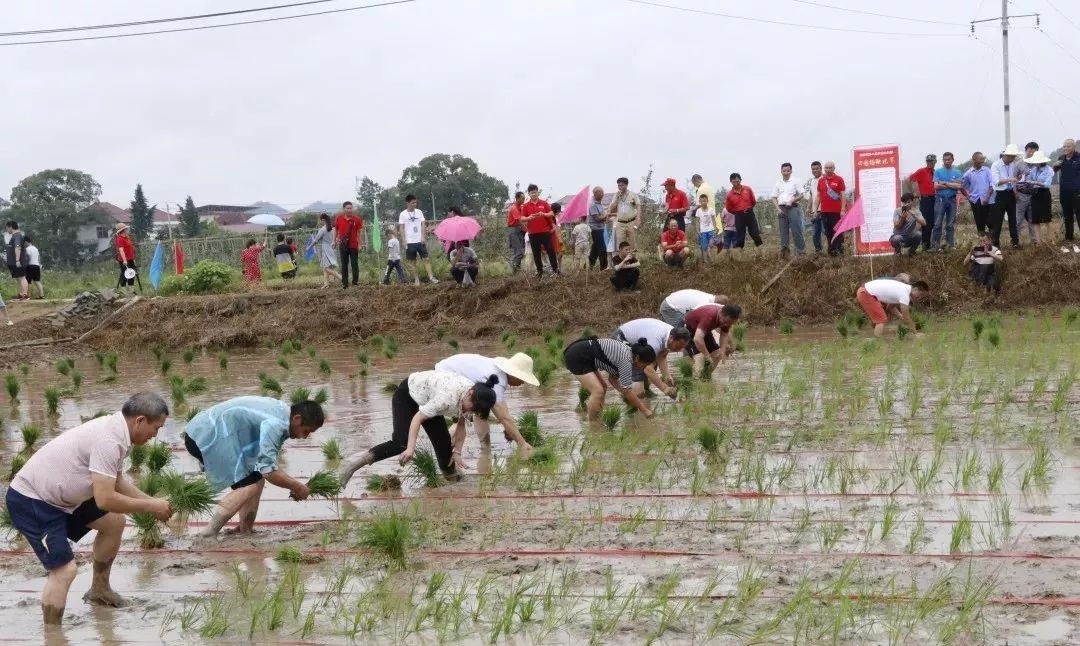 其中有国家级非物质文化遗产西河戏,有颇具地方特色的踩高跷表演,更有