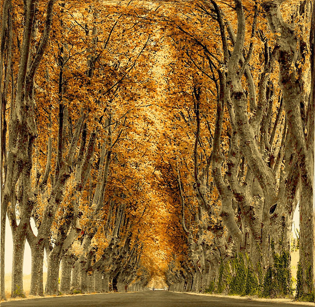 树和道路的艺术——国外摄影师拍摄出最美林荫道