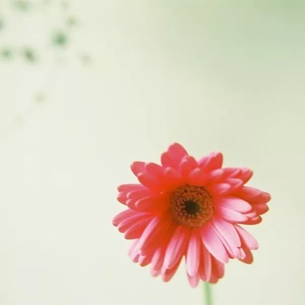 一朵花一个芒果一个蝴蝶猜成语_一只蝴蝶和一朵花图片