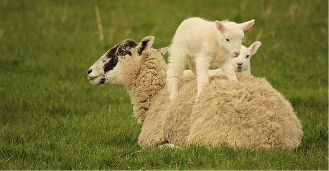 羊在老虎嘴里猜成语_老虎嘴里拔牙图片(2)