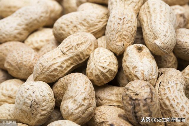花生价格河南最新 aaafff7e6c52441098b84b21d3f3d9f8.jpeg