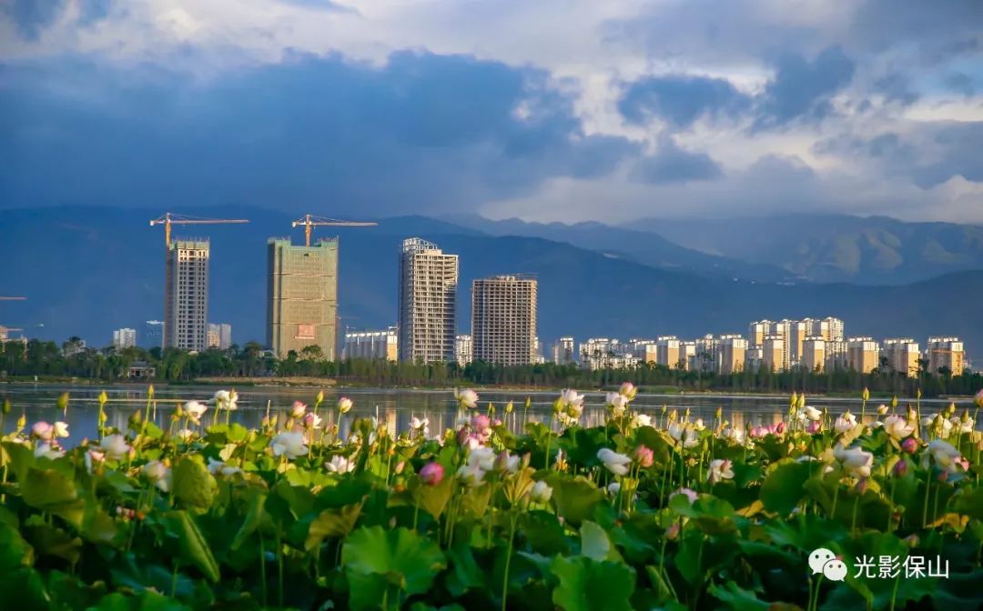 在朋友圈看到了,保山青华海湿地公园荷花开了, 草根今早上早早起床