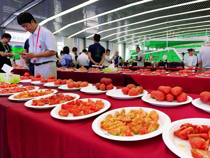 番茄种植技术升级首届鲜食番茄擂台赛见证高人气鲜食番茄的诞生