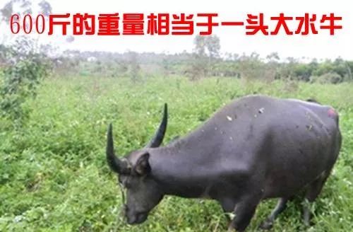                     才7个月大，女婴面临高位截瘫！家长这种“爱”，无异于谋杀