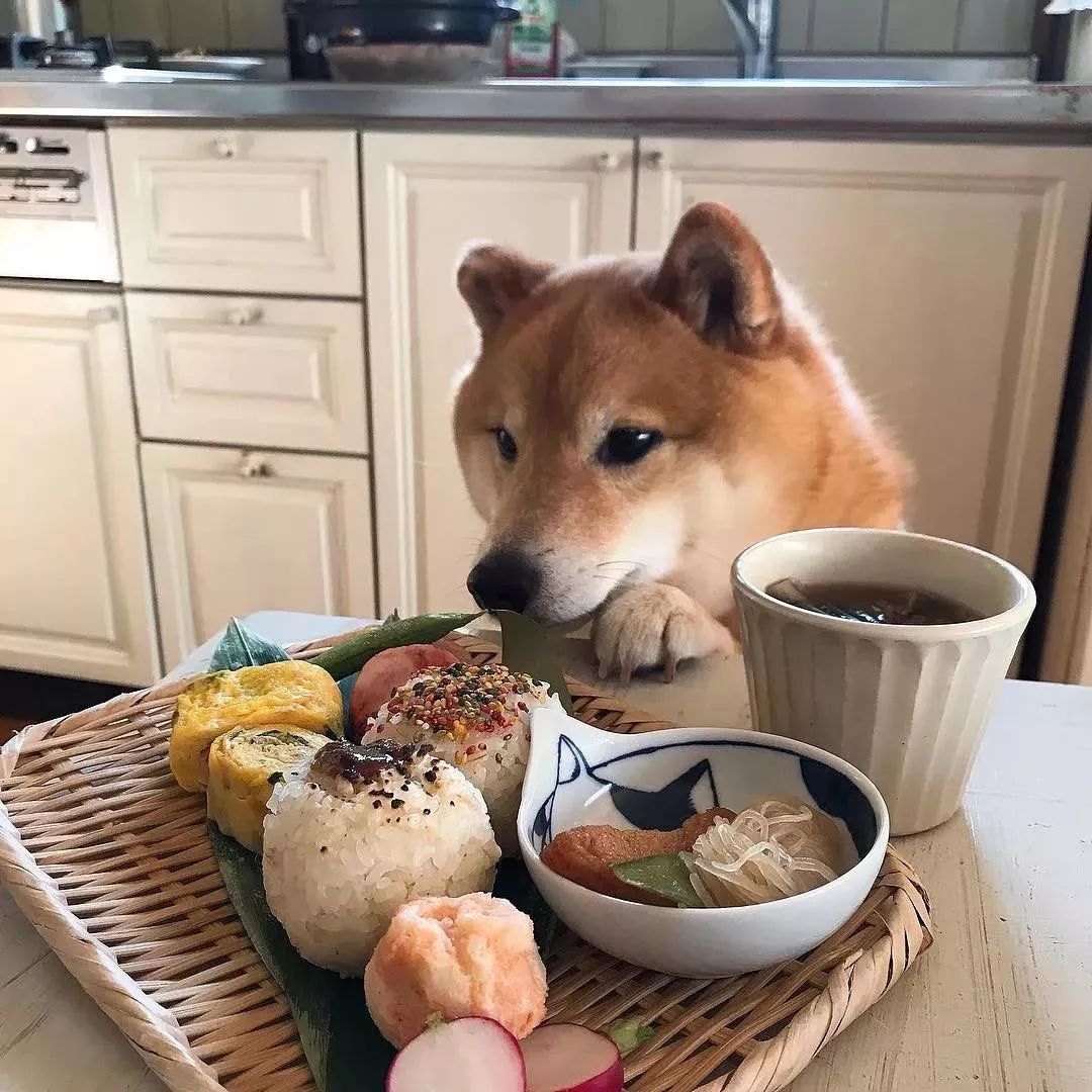 比起ins那只最惨陪吃员柴犬君,柯基邦德才是让你羡慕的狗!