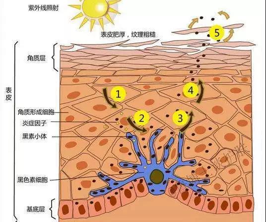 人晒黑的原理_小助手在网上搜罗了相关资料   大致的理论是:   能把人晒黑的是紫外线   太阳光