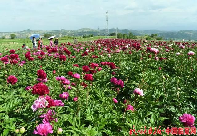 连日来,临夏州振华牡丹公司在临夏县井沟乡毕家庄村,北塬镇松树和前石