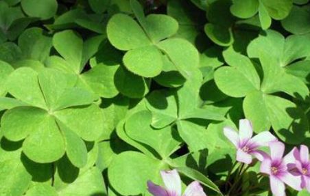 婆婆丁图片是荠菜吗 f044421beba3456cb49c62288e10be13.jpeg