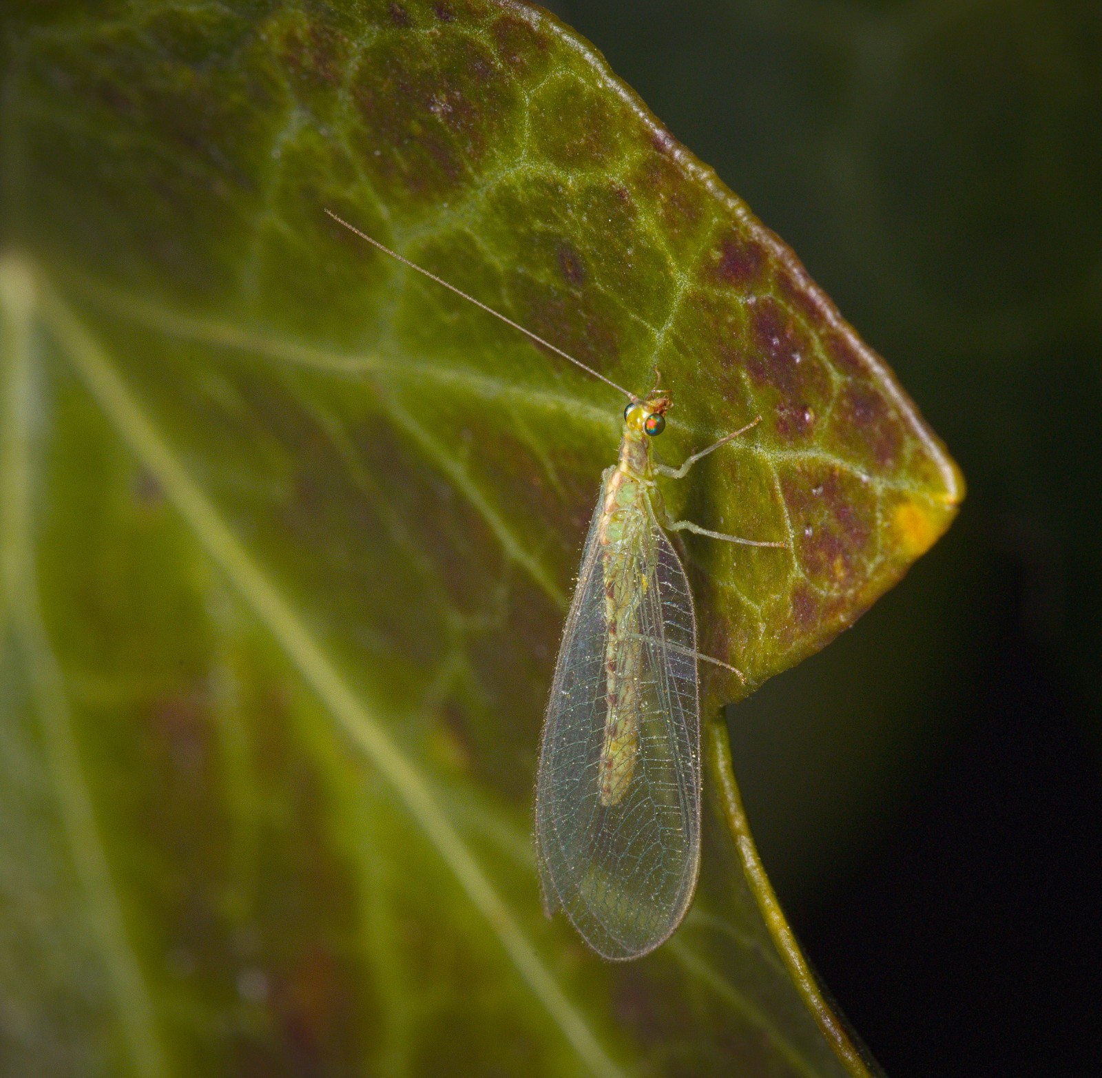 捕食性天敌昆虫介绍之草蛉