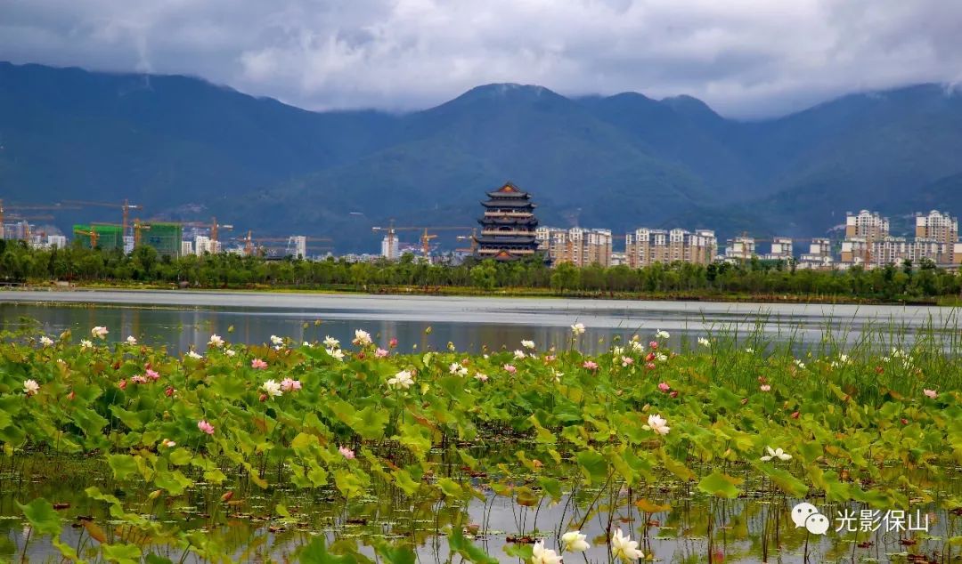 【大美青华海】2096期 美丽青华海 朵朵荷花开_保山