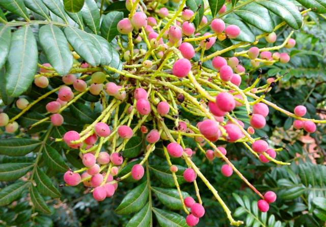 农村这植物叫清香木树叶做枕芯对安神助睡眠有帮助