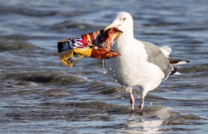 10万只海洋哺乳动物,因为被塑料袋缠住,或者误食塑料制品而受伤或死亡