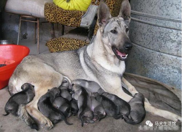 一只来自北方的狼品质不输德牧中国第一狼犬
