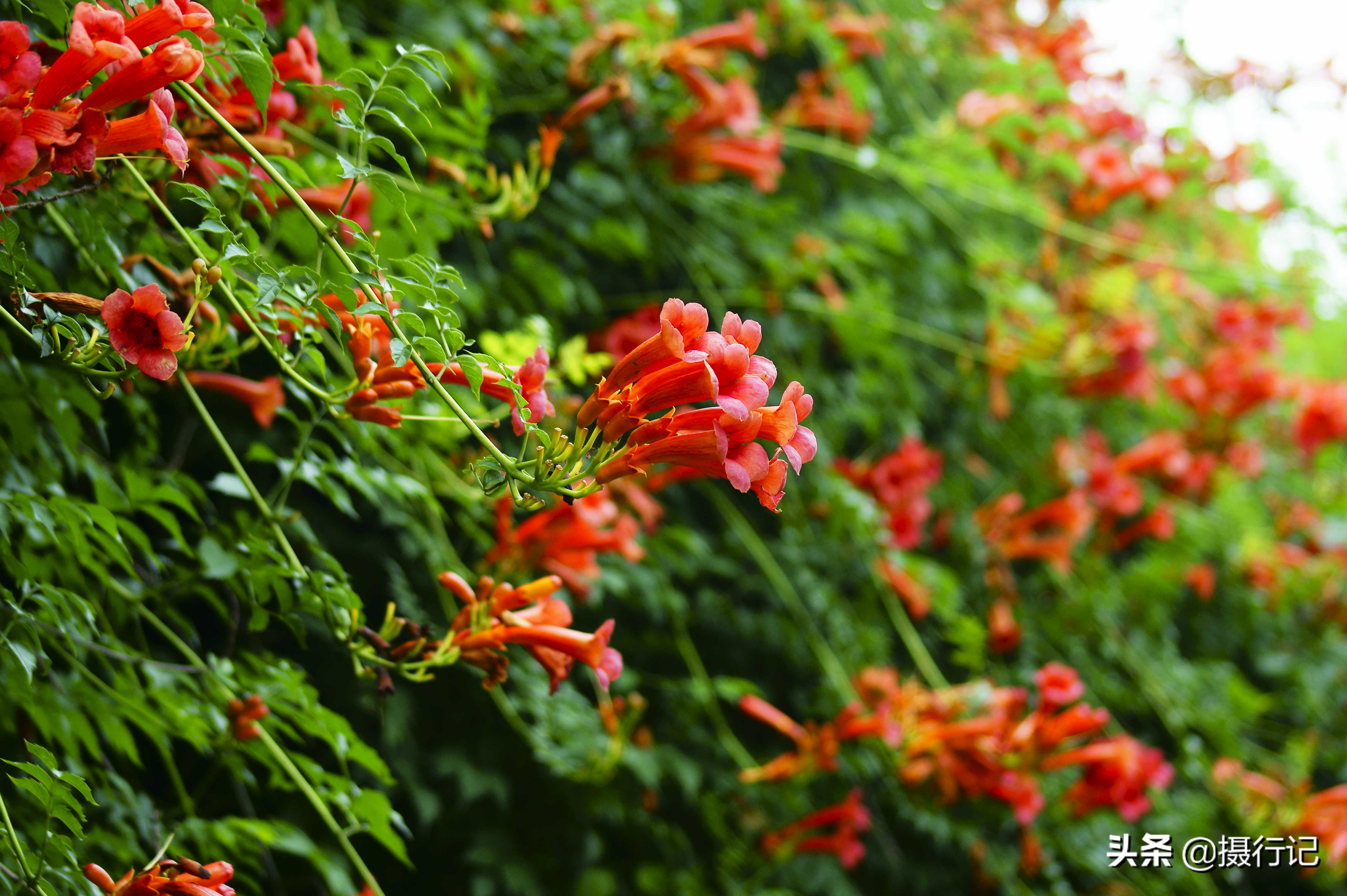 1/ 12 凌霄花是紫葳科,凌霄属攀援藤本植物.