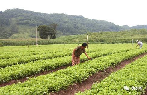 2019年牛市雏形初显,中药材新一轮牛市是否将