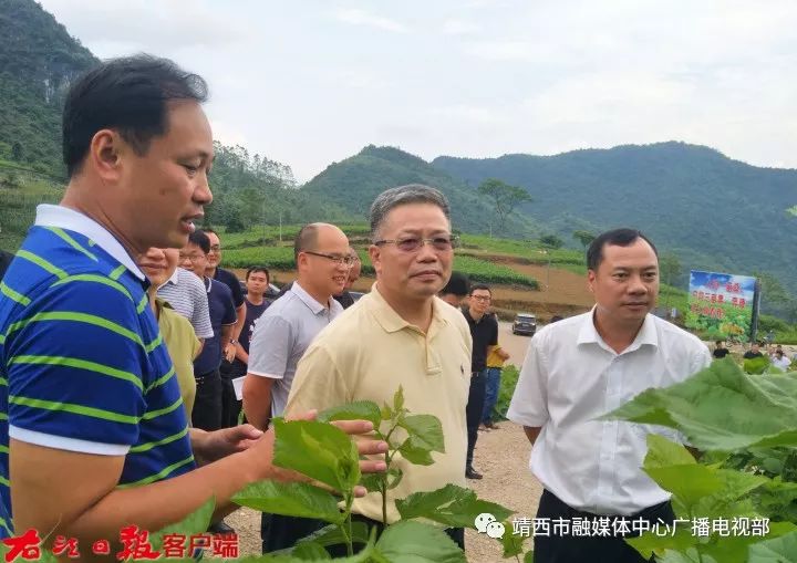 6月10日,彭晓春到靖西市南坡乡达腊村桑蚕产业基地调研兴边富民产业.