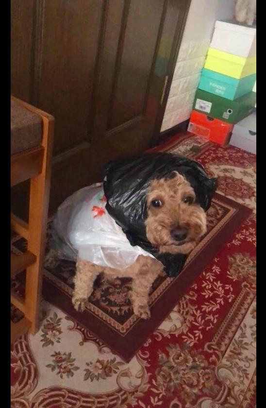 奶奶怕泰迪被雨淋濕，於是用塑膠袋給它做了件雨衣，阿拉伯狗狗？ 寵物 第1張
