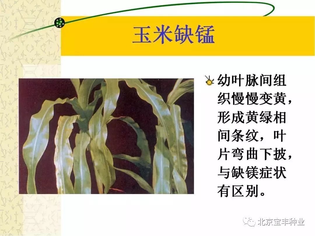 玉米缺素症状诊断及防治补救措施