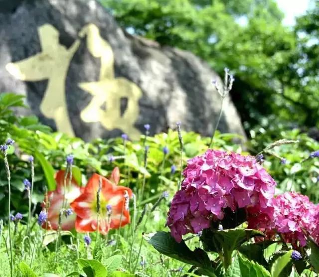 夏天有什么花是开放的 342deee88a0345889874b5856ca4ff23.jpeg
