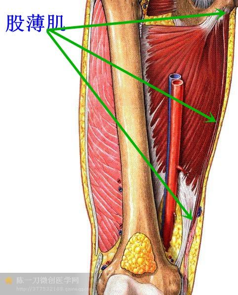 53腓骨长肌肌连接:近侧端,至腓骨外侧面上2/3和胫骨外侧髁.