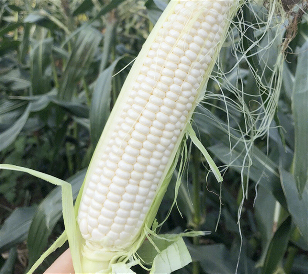 玉米：从粮食到能源-【中生生物质燃料网】