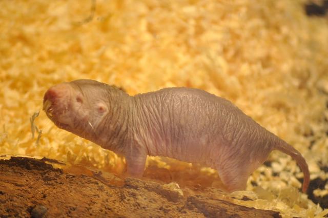 原创裸鼹鼠的奇葩鼠生无皮无毛无痛感啮齿类里最长寿缺氧也能活