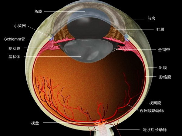 人体眼睛解剖(精彩图集)