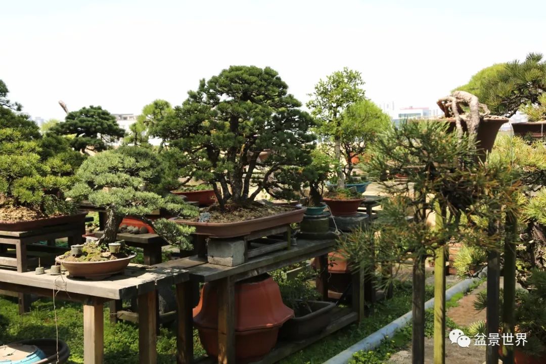寻找中国最美盆景园丨义乌楼顶盆景园