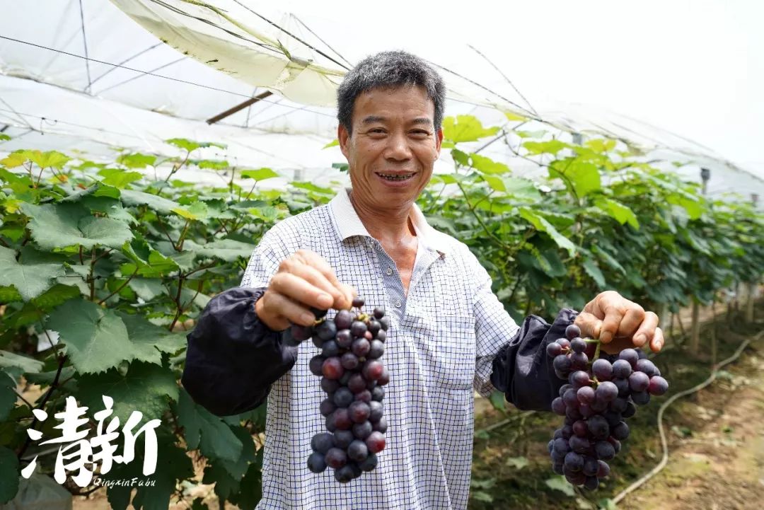 黄焯其说,今年的葡萄从6月上旬开始采摘,采摘期一直持续到8月底,欢迎