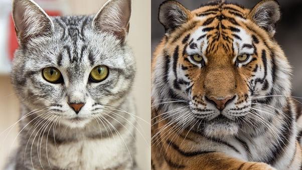 哪种大猫最像家猫呢?老虎?狮子?豹子?