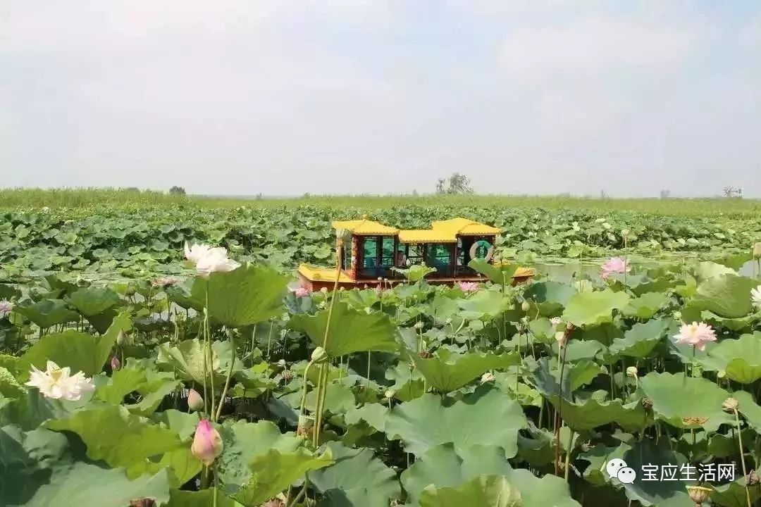 青春不散场高考学子凭准考证可免费游玩宝应荷园