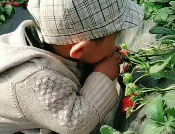                     “小机灵鬼宝宝”草莓地“偷吃”走红，四处张望的小动作萌化了